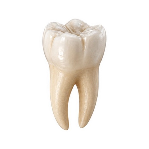 Ángulo anatómico del molar 360